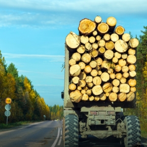 Рослесхоз: объем перевозимой древесины за 9 мес. 2023 г. увеличился на 25%